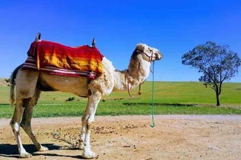 excursion d'une journée de marrakech à Agafay